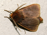 Phyllalia patens